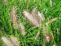 Red Head Fountain Grass / Pennisetum 